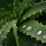 aloe arborescens