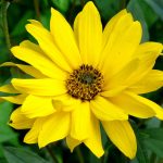 Arnica Montana, tutte le proprietà