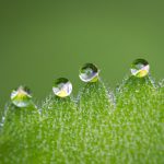 Oligoelementi su Salute in Erba: scopri perchè sono fondamentali per la salute